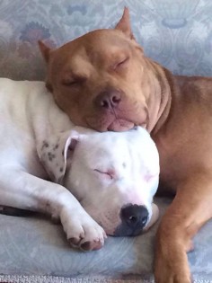 In the comfort of each other. #dogs #pets #Pitbulls