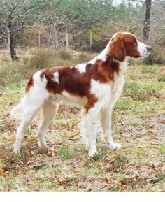 irish red and white setter - Google Search