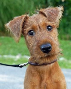 .Irish Terrier Puppy Dogs