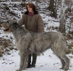 Irish wolf hound