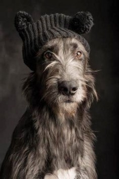 Irish Wolfhound, dogs, pets, cut, puppy