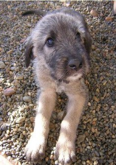 irish wolfhound puppy If I had a house with acreage I would have one of the beautiful dogs!