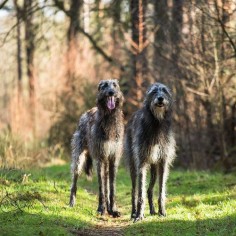 Irish Wolfhounds are one of my favorite breeds. My boyfriend says they're too big. :(