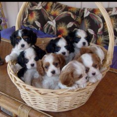 Is a "basket of cavaliers" synonymous with a "barrel of monkeys"?.....looks like a lot of potential fun, sweet puppy breath and love!