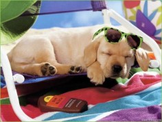 Is it summer yet? (Yellow Labrador Retriever Puppy Dog)