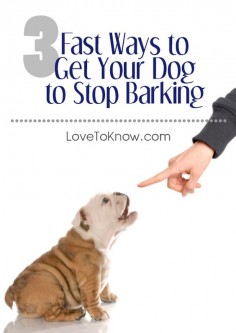 Is your dog driving you crazy with his seemingly interminable barking episodes? If you're looking for some solutions for how to deal with out-of-control barking, LoveToKnow has tapped into canine savant, Cesar Milan, for three tips you can use now to get your dog to stop barking.