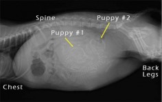 Is your dog pregnant? Find out what to expect when your dog is expecting, and how you can take care of your pregnant dog and her new puppies.