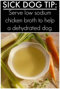 Is your dog sick? Try this Homemade Chicken Broth for Dogs – great for a dog that is dehydrated.  and Tips & Hacks For Your Dog ...that you wish you knew a long time ago on Frugal Coupon Living.