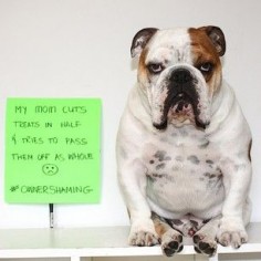 It all started with Maverick_poser, who posted this image on Instagram: | These Bulldogs Are Shaming Their Owners And It's Hilarious