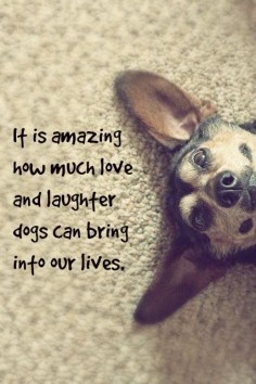 It is amazing how much love and laughter dogs can bring into our lives. #doglove #mansbestfriend