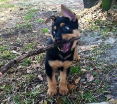 “It takes a lot of hard work and dedication to be as good of a Stick Hunter as me.” | 17 Dogs Who Are Very Proud Of The Stick They Found