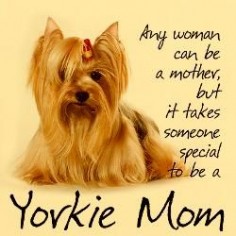 It takes someone special to be a Yorkie Mom