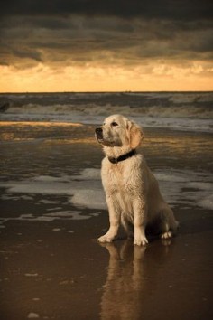 it was a nice day here at the  guess it is time to go home. Golden Retriever