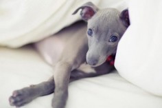 Italian Greyhound - hannah blackmore photography