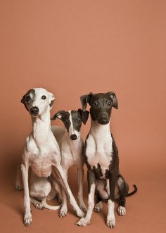 Italian greyhounds