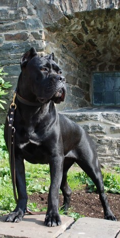 Italian mastiff/cane corso, met one of these in real life awesome dogs I want one