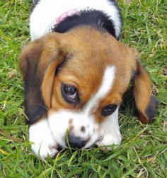 it's a baby beagle!!!