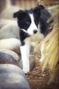 It's a big world out #BorderCollie #puppy