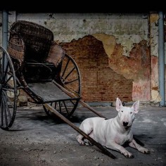 It's a Dog's Life #clairethebullterrier #urbexbullterrier #furbex #urbex #alicevankempen #bullterrier #bullterriers #bullybreed