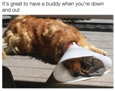 It's great to have a buddy when you're down and out