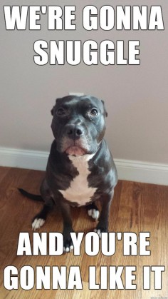 its pitbull awareness month - Meme on Imgur