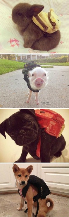 It's these cute animals' first day of school, and they are gonna do GREAT!