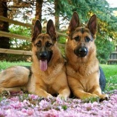 It's very important to name your German Shepherd puppy as early as possible so it can begin to realize when to pay attention to you. In fact,...