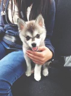 I've always wanted a husky! They are the most adorable dogs EVER!