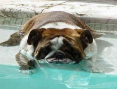 I've posted this before --- but it's just so cute! How genuine this bully is to his DNA. Laying in the pool “his” way !