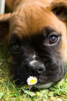 Izzy the boxer puppy - ©Dale Lord 