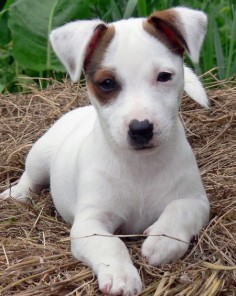 Jack Russel puppy