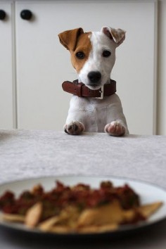 jack russell!