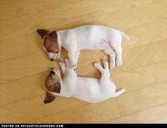 Jack Russell Cuteness. Spending time with a furry friend can help you feel happy. This website might also make you happy:  Check it out.