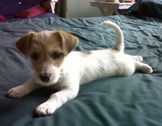 jack russell puppies are the BEST! cant wait to get another one :)