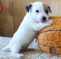 Jack Russell puppy - I can recall when Jackie-Oh was this little. They grow up so quick!