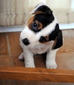 Jack Russell Puppy! :)