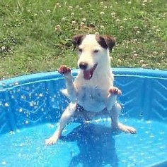 Jack Russell Terrier. Get out the pool and stay cool.
