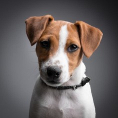 Jack russell terrier. I'm in love with these eyes!