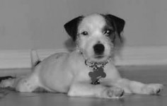 Jack Russell Terrier JRTCA Main Picture Gallery