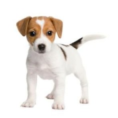 Jack Russell Terrier puppies are the cutest dogs ever!