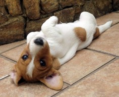 Jack Russell Terrier waits for a belly rub!