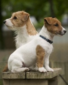Jack russell terrier's
