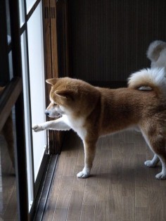 Japanese dog -shiba-