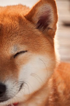 Japanese Shiba dog 柴犬