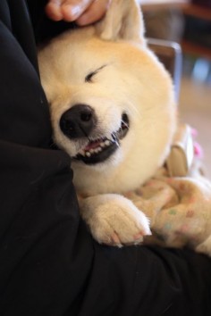 Japanese Shiba dog