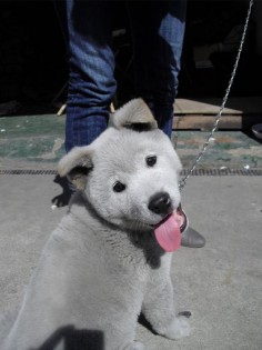 Jindo Dog (South Korean breed you may have not heard  now)