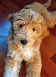 Joey the Labradoodle-Cute!