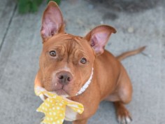 JOY - A1077780 - - Brooklyn  TO BE DESTROYED 06/27/16**LOOKING TO ADD SOME JOY TO YOUR LIFE?**Reportedly brought in with two very young puppies on 6/16, young Joy is suddenly fighting for her very life. Its not clear whether those two puppies, Bigsy and Spring are her children. In reasonable health when she got there, Joy earned herself an Experience rating on her behavioral eval. But now, Joy caught the “shelter cold”, and in the ACC world that’s a direct ticket to t