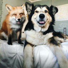 Juniper the fox and Moose the dog