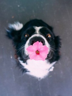 Just an adorable dog- not mine, he would eat the flower in a half second :)